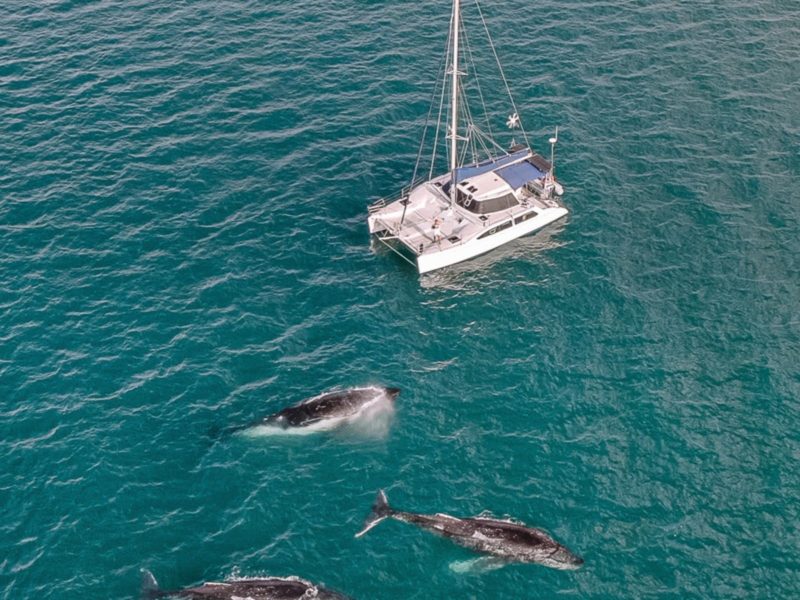 Yacht Hire Fraser Island, Hervey Bay Whales