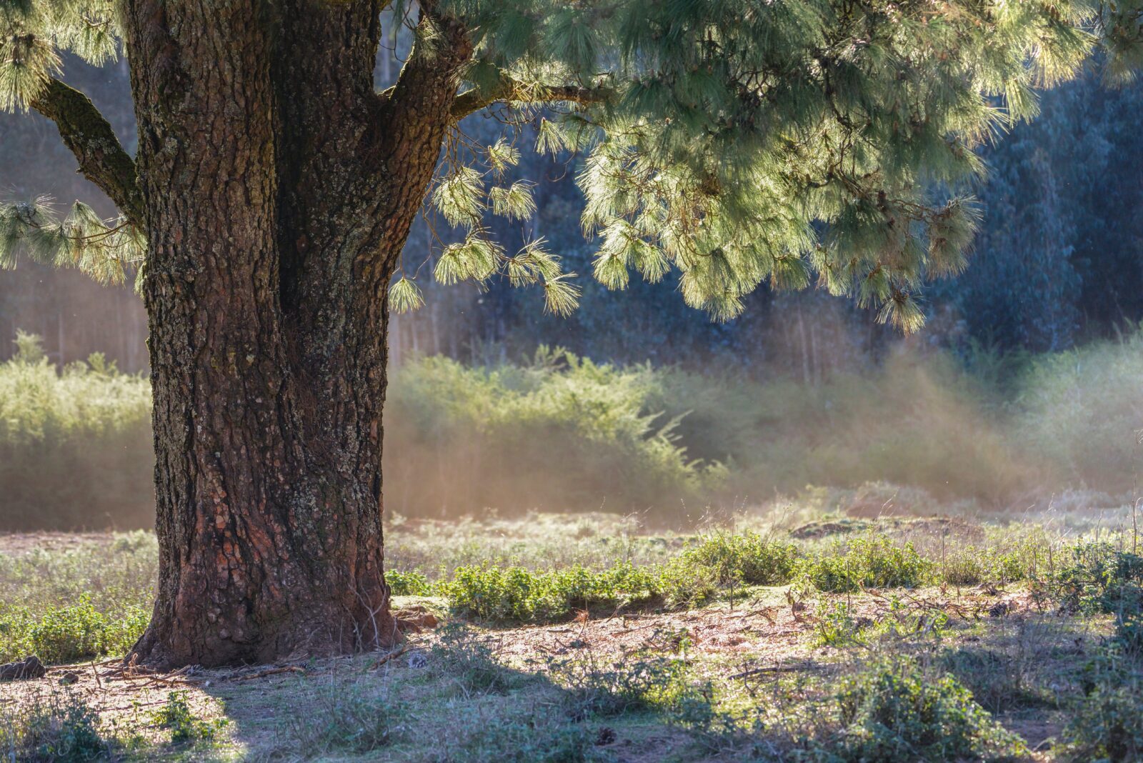 Nurturing Nature's Power: Embrace Wellness with Neem Tree