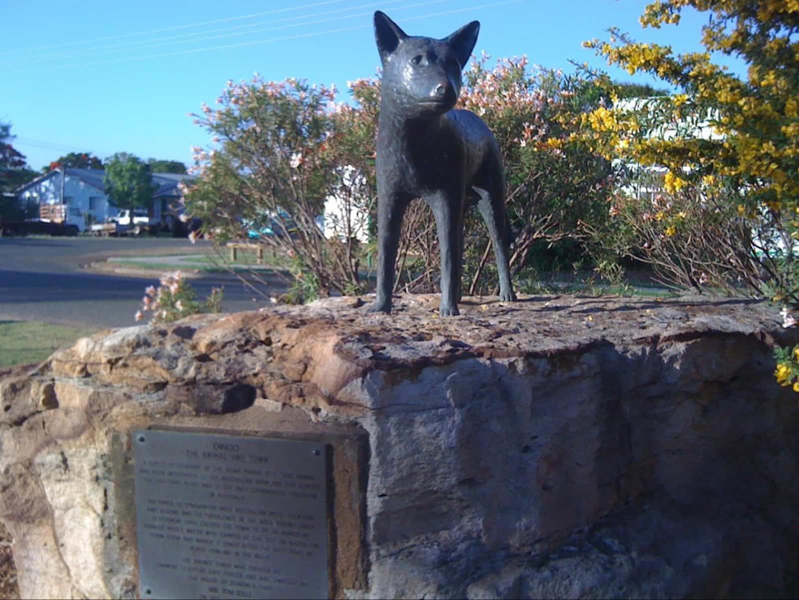 Dingo Queensland