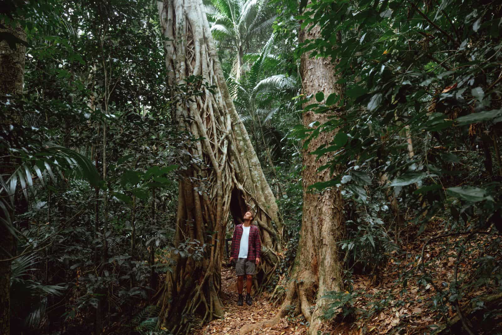 Eungella rainforest