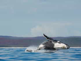 Breaching whales, Hervey Bay, Queensland.