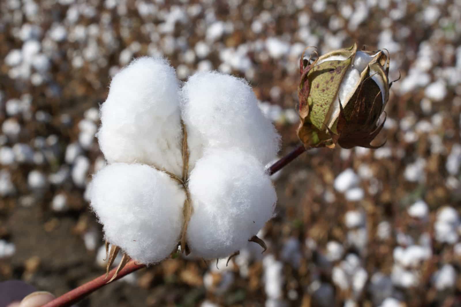 Cotton Farming, Goondiwindi region