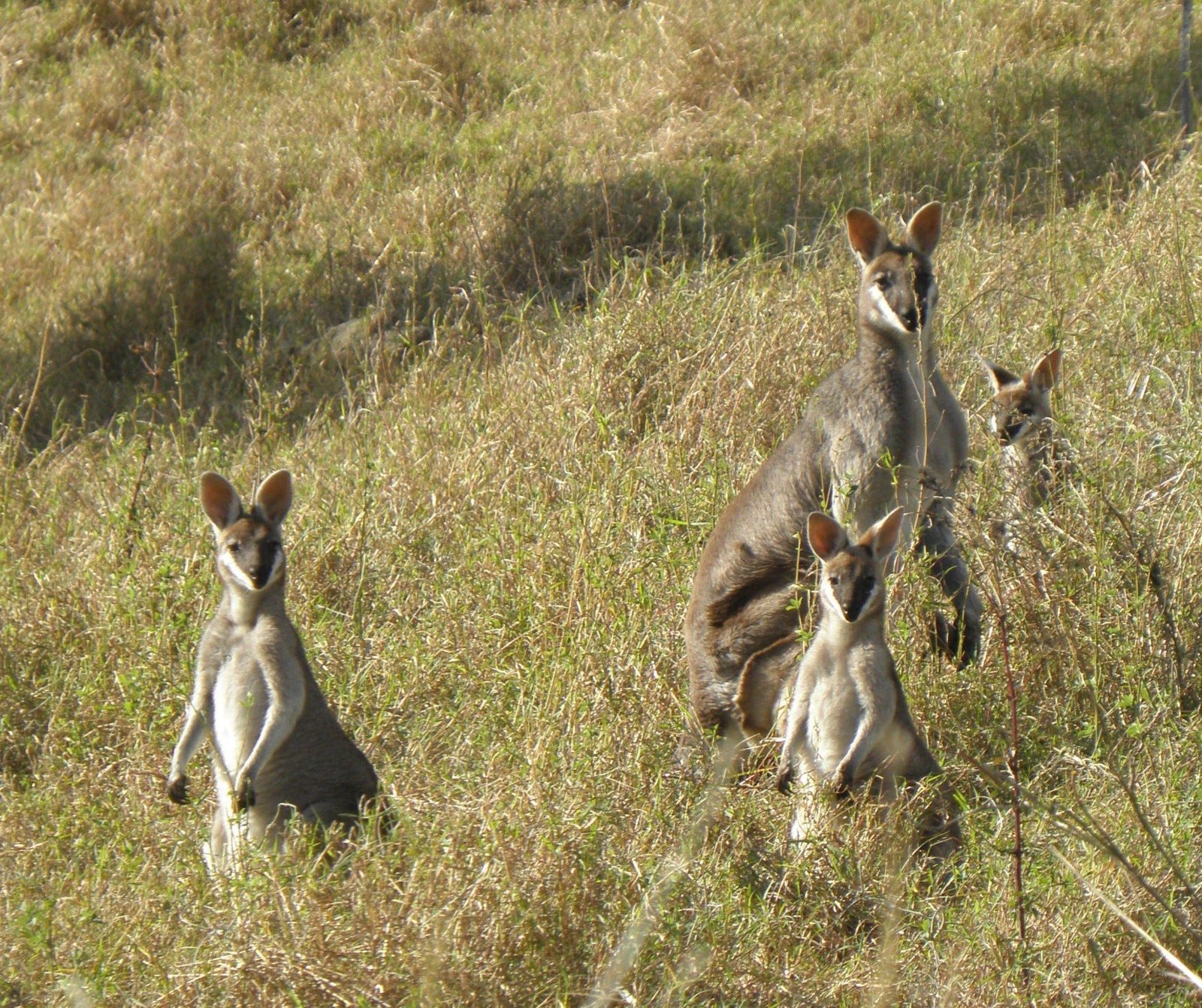 Whiptail_wallabies