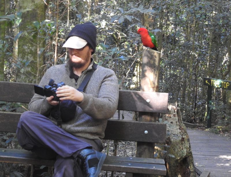 Selfie with king parrot in forest