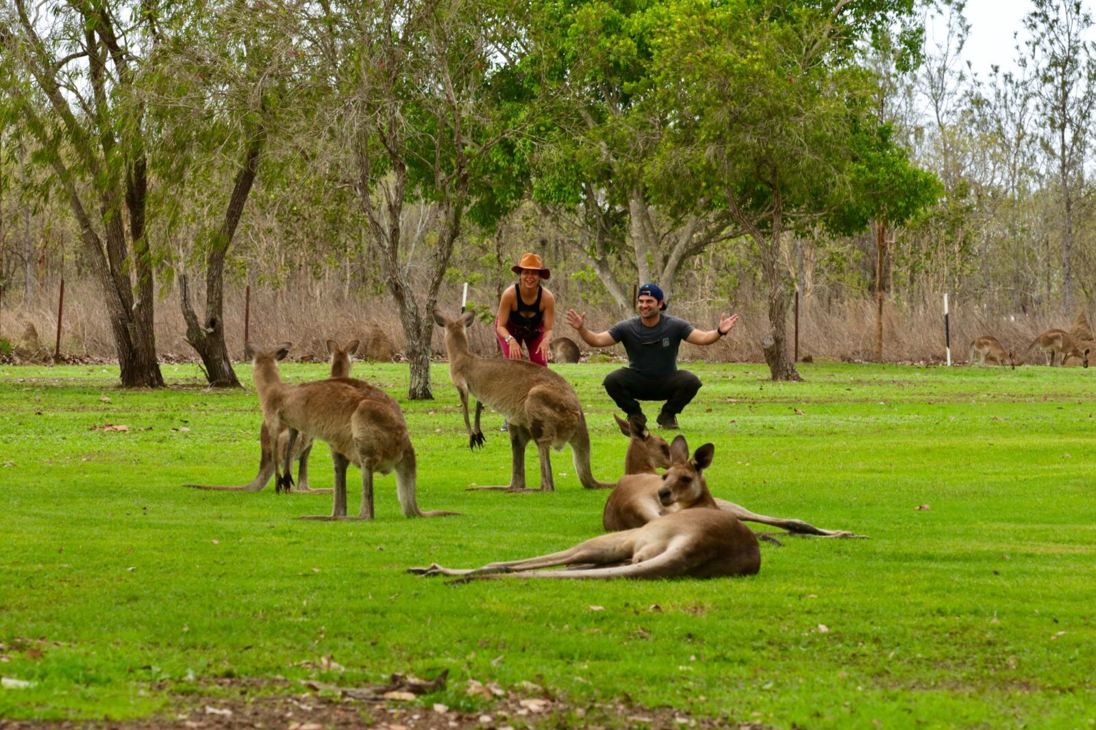 tourists watching eastern grey kangaroos standing and laying in the grass