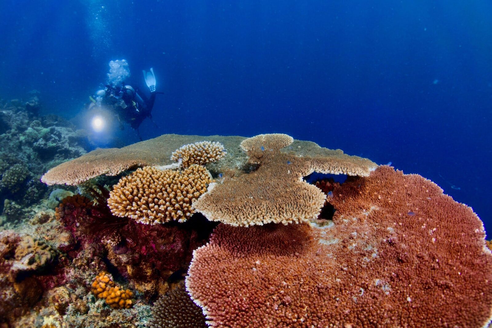 2 divers with torches swimming towards a plate coral
