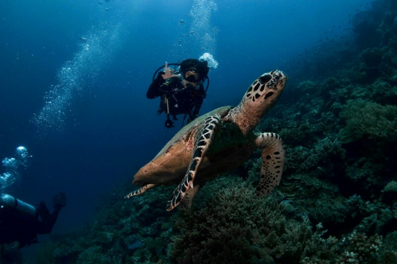 young diver and hawksbill turtle swim along a coral wall
