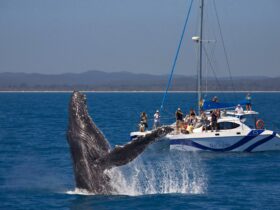 whale encounter
