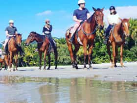 Cape Trib Horse Rides Beach Horse Ride Tour