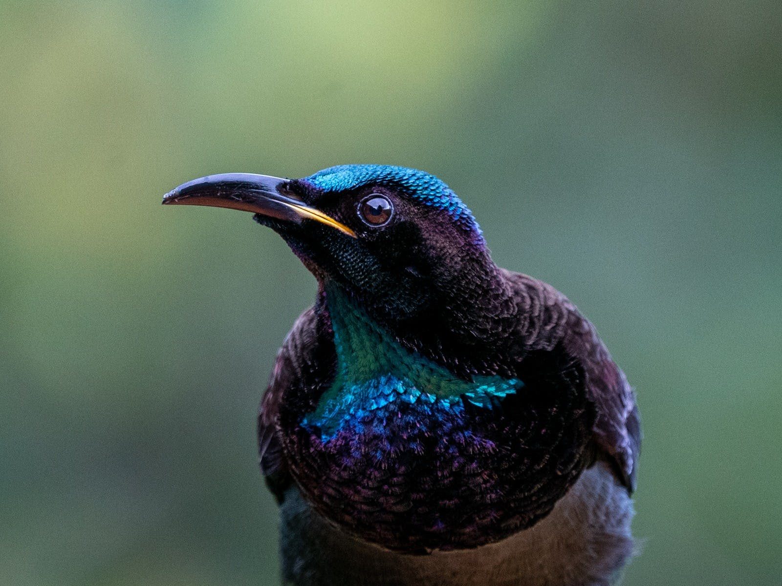 Victoria's Riflebird showing off its wonderful colours