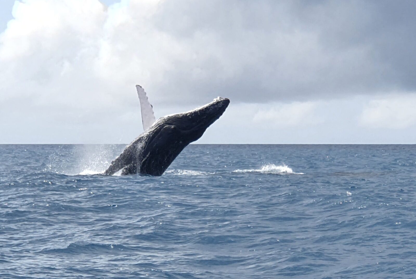 Whale Watching Great Keppel Island