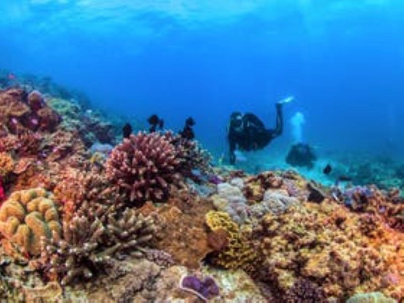 Flinders Reef is one of the most beautiful dive sites in Queensland. Haled by divers and snorkellers