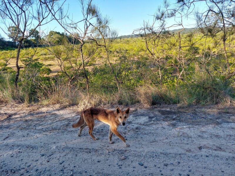 Dingo on track