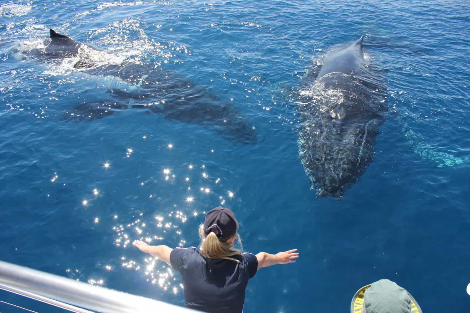 Two whales close to the boat interacting with the passengers and crew