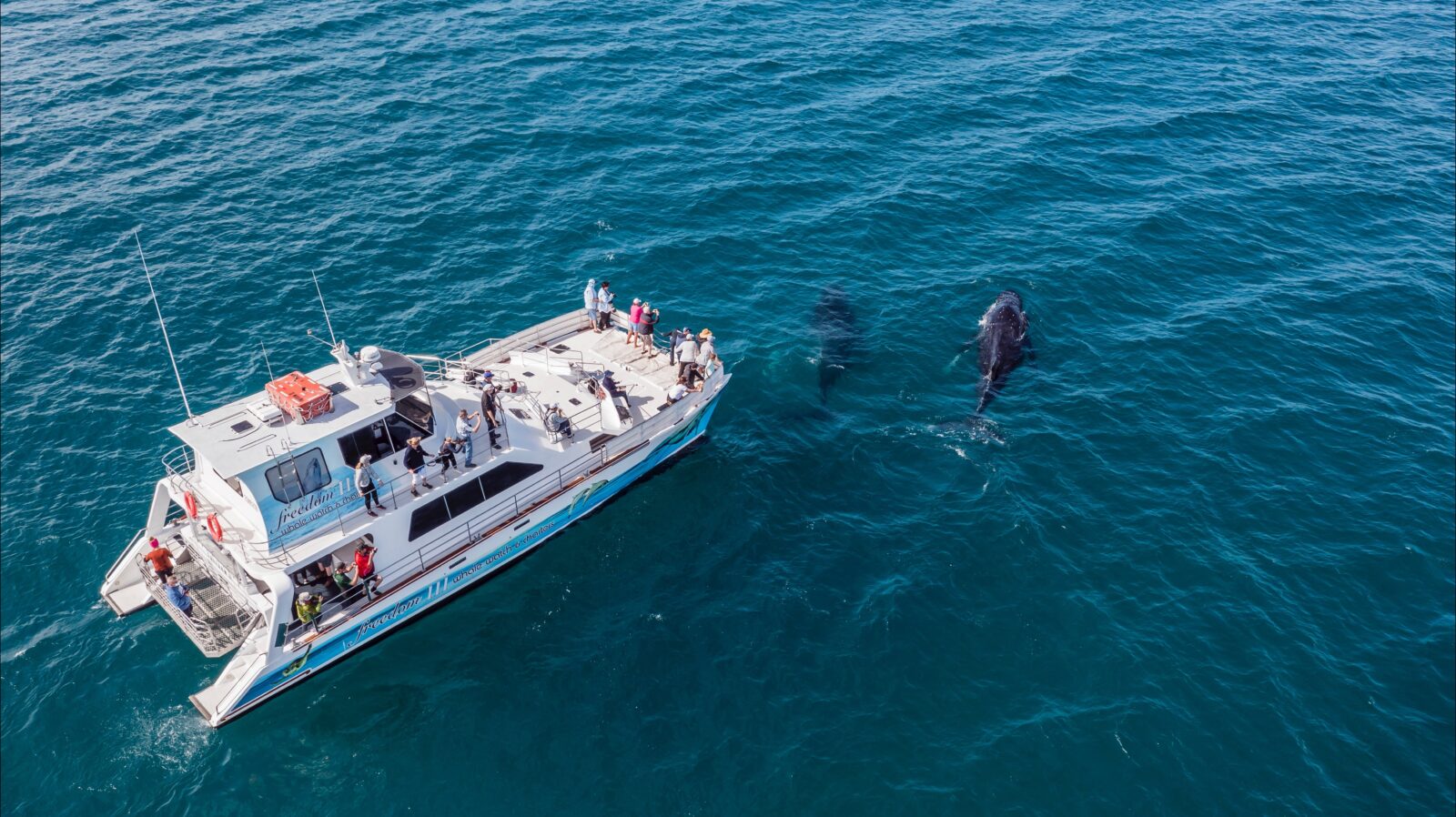 Two humpback whales at the bow of Freedom III taken from a drone