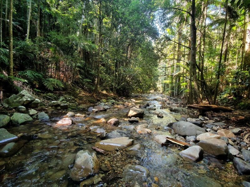Tall trees stand on either side of a rainforest creek, gently flowing.