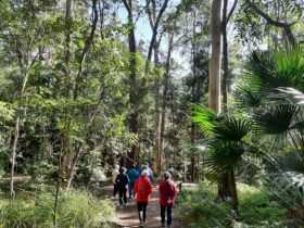 People walking in pairs in the Australian bush, open eucalypt forest path, subtropical rainforest