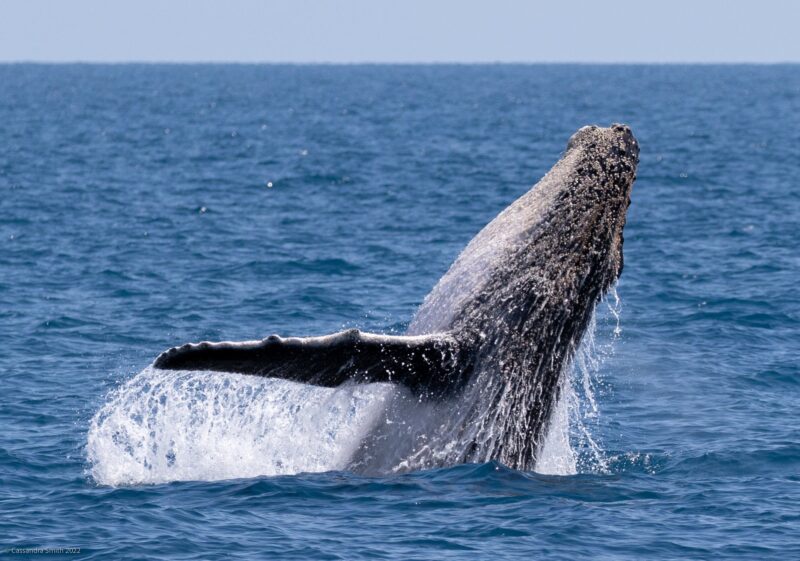 Whale season is a magical time for hervey Bay as the whales bring their calves into nurture them