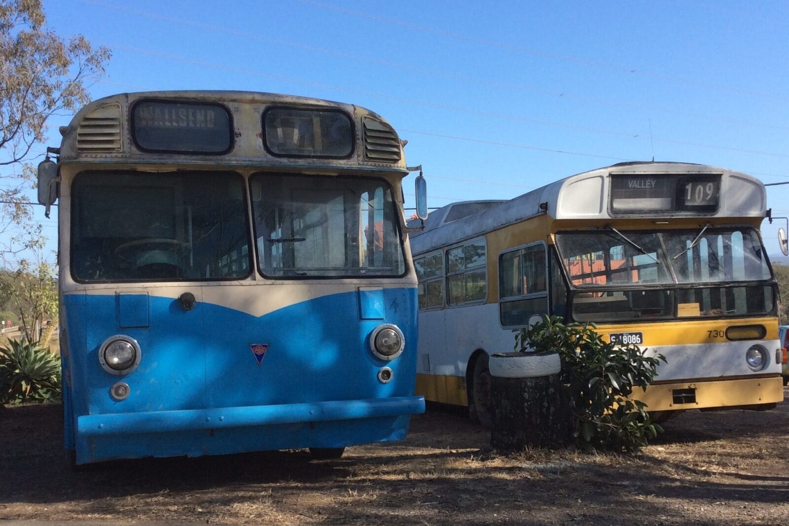 Two of the heritage buses at Cooneana