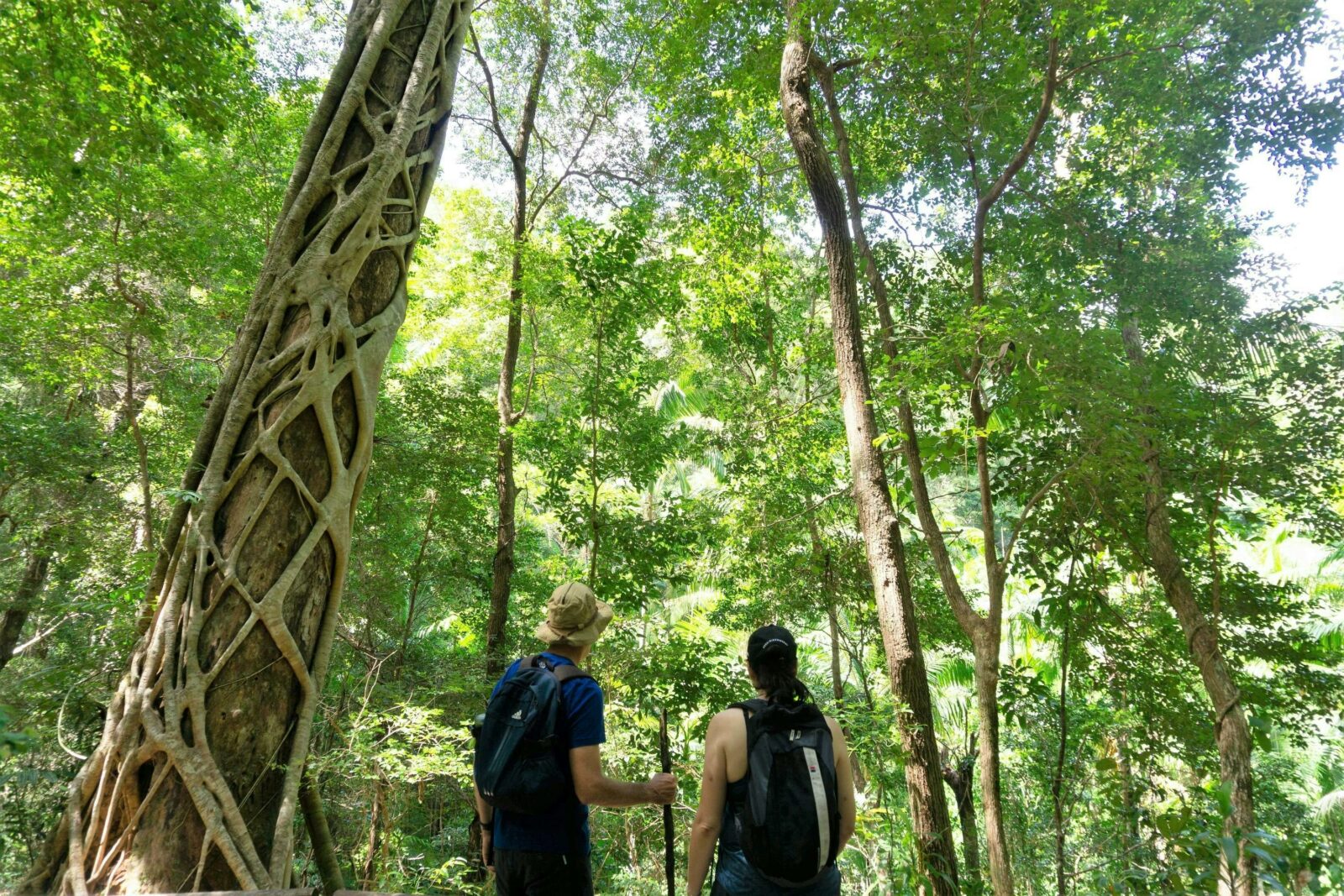 Hikers in the rainforest