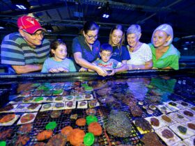 Monsoon Aquatics Coral Farm Tours