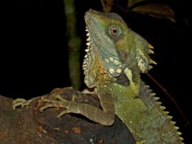 Boyd's Forest Dragon, a spectacular lizard endemic to the Wet Tropics