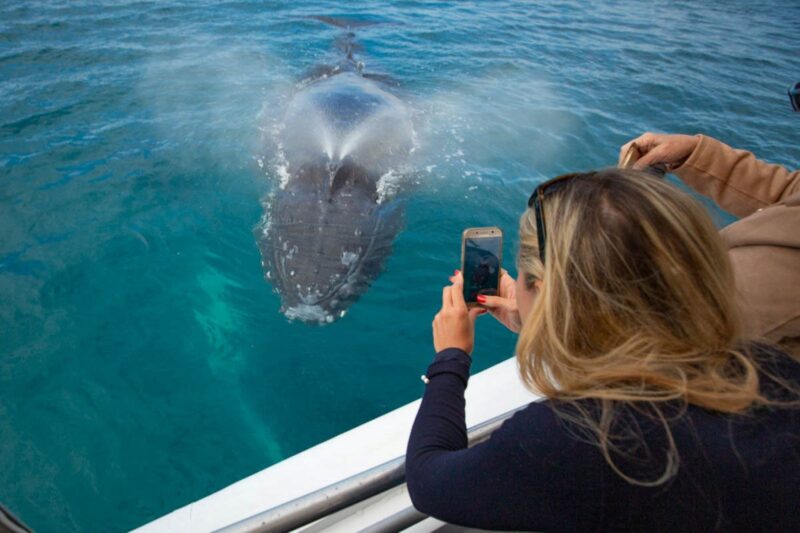 Pacific Whale Foundation Eco Adventures Aus