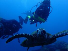 Turtle and diver at the Yongala.
