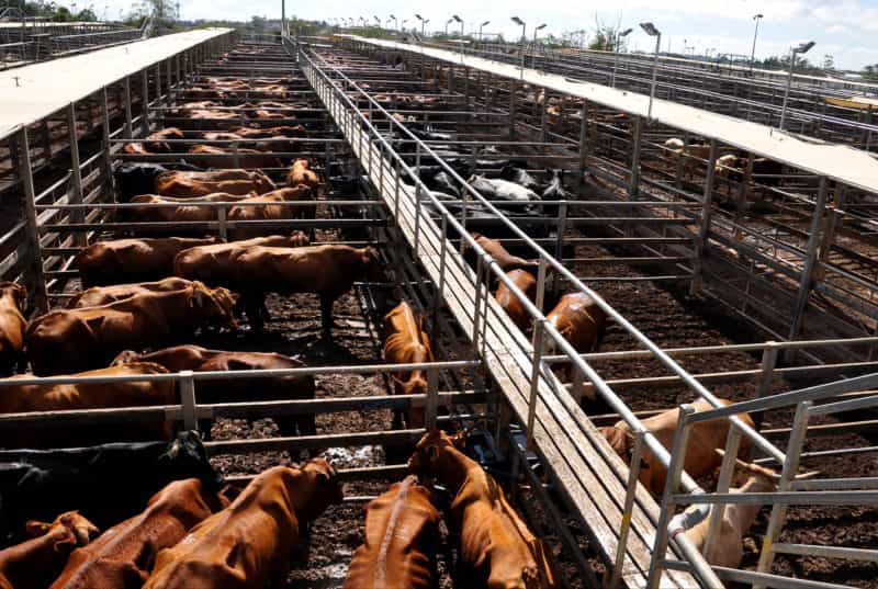 Selling of cattle at Roma Saleyards