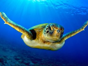 Friendly turtle swimming to the camera. Crystal clear blue water with the sun filtering through