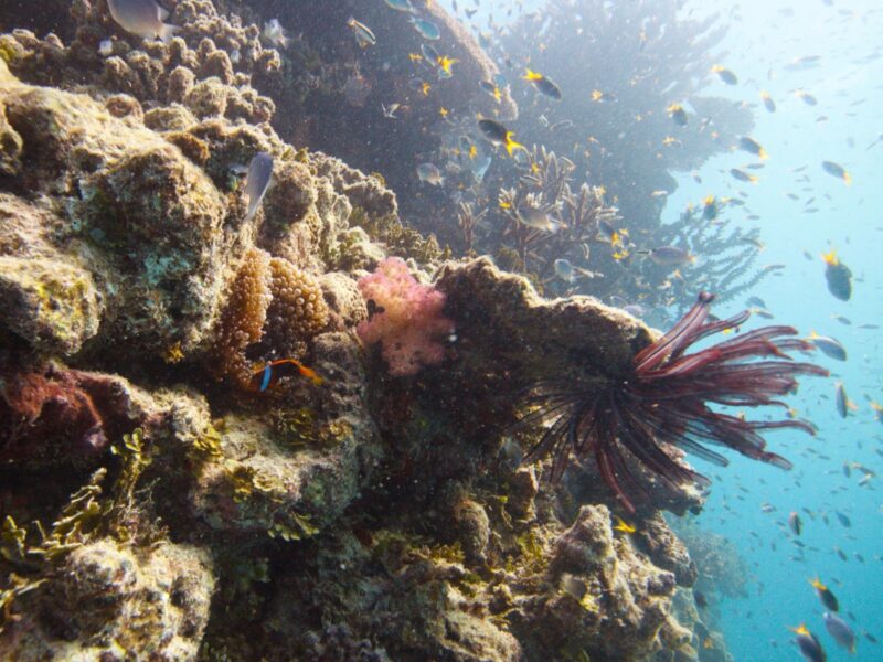 John Brewer Reef Coral