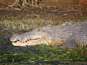 Crocodile Head