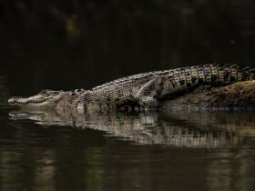 Saltie, juvenile saltwater crocodile resting on a long. About 4 years old .