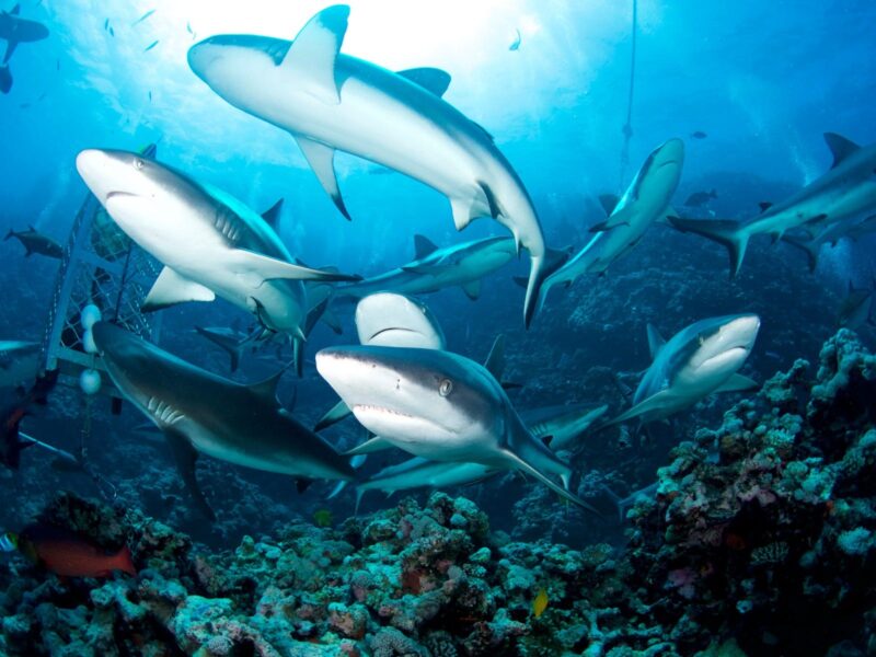 Sharks at Osprey Reef
