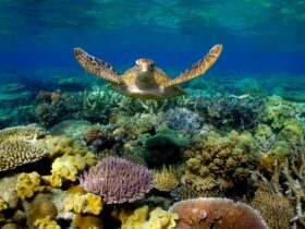 Sunlover Reef Cruises Sea Turtle