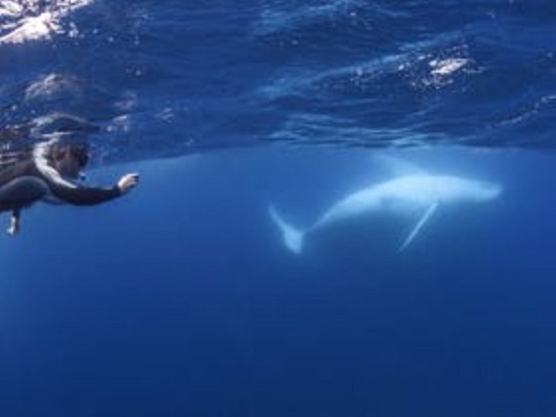 Swimmer photographing a humpback whale during an encounter