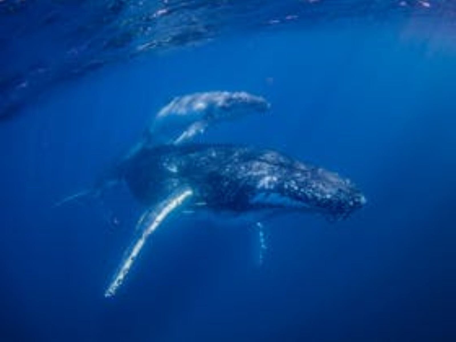A curious Humpback whale mum and calf swim close to check out swimmers
