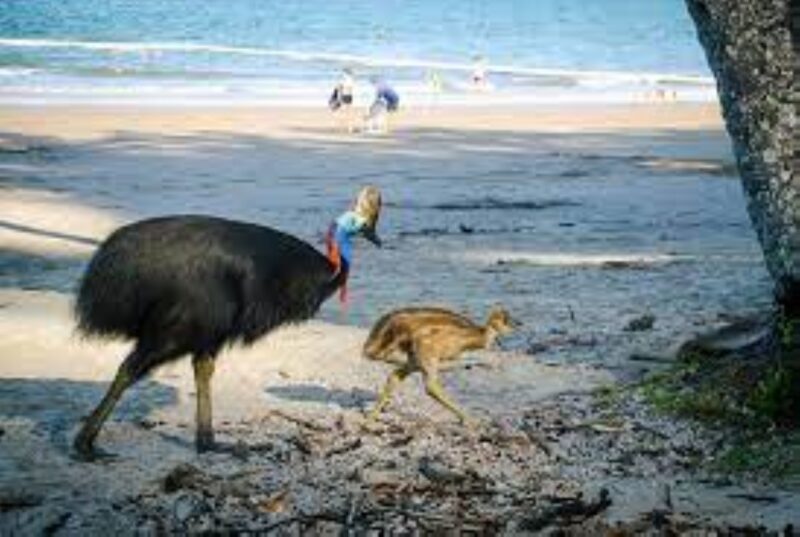 Southern Cassowary and Chick walking along the beach sightening on Park Experience