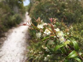 A white flowering bush to the right with a sandy pathway to the left