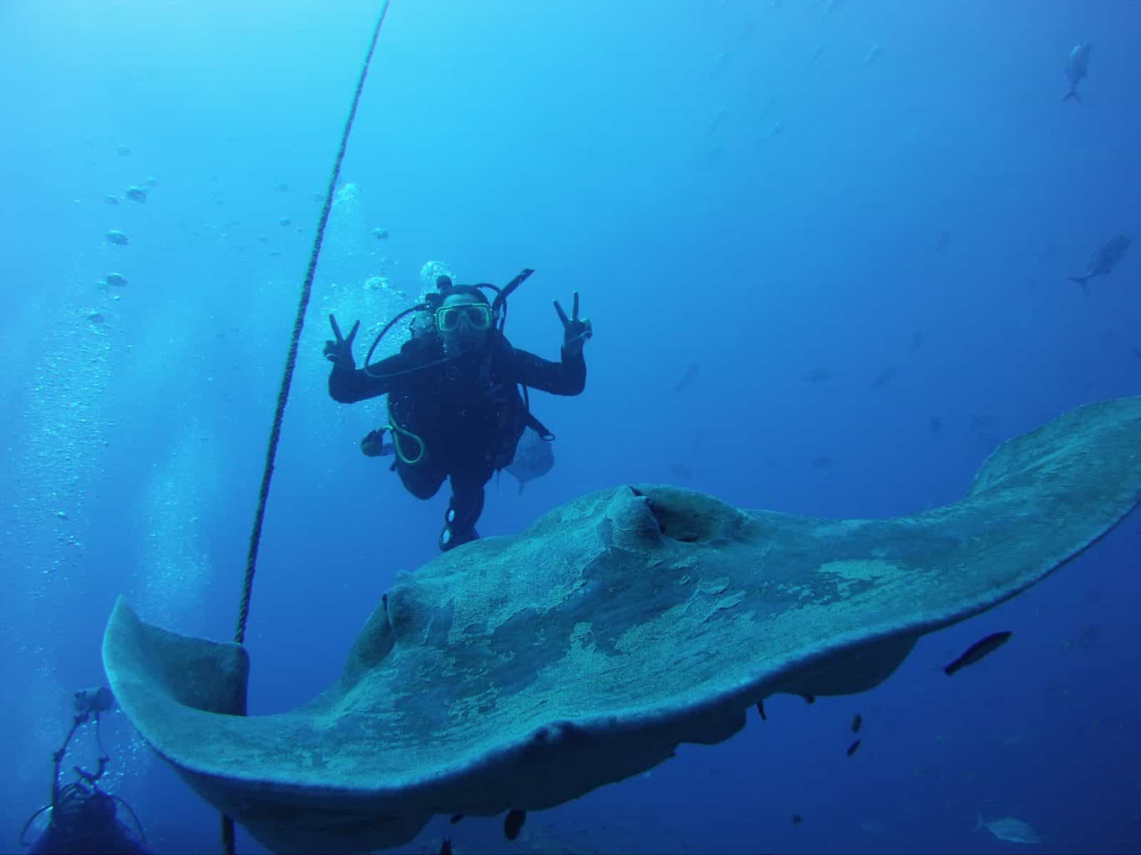 Giant Rays are regular visitors