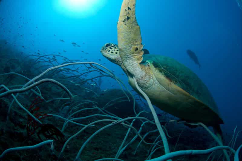 Unimaginable Marine Life