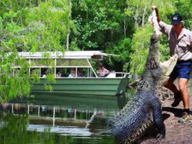 Discover Hartley’s Crocodile Adventures the largest wildlife attraction in Northern Australia & a ‘m
