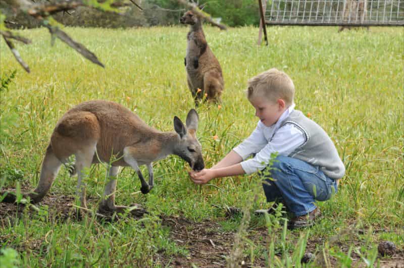 Children enjoy feeding the kangaroos at Bungaree Station