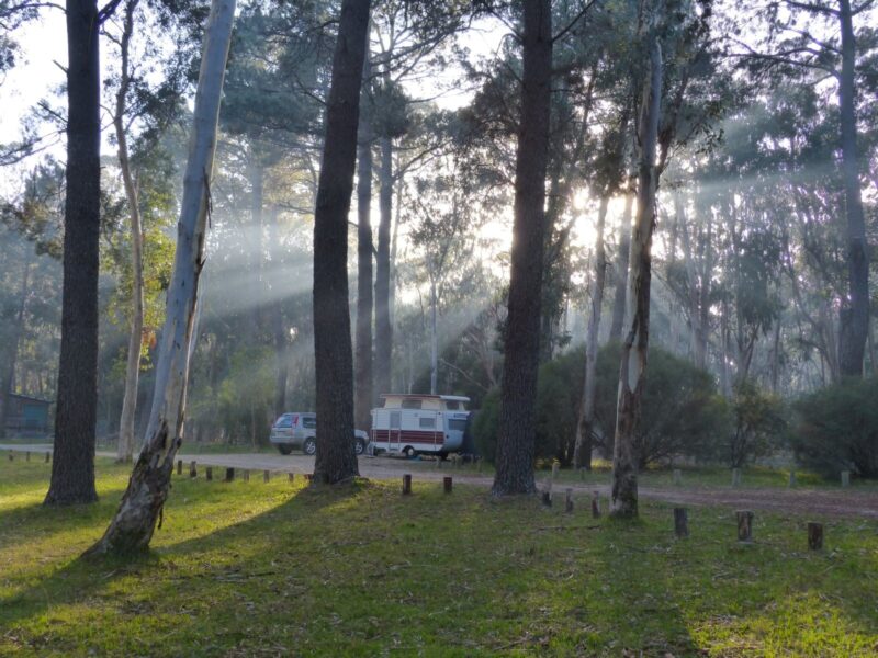 morning sun shining through trees at campground