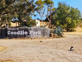 Coodlie Park Wooden sign with black and white border collie in frame