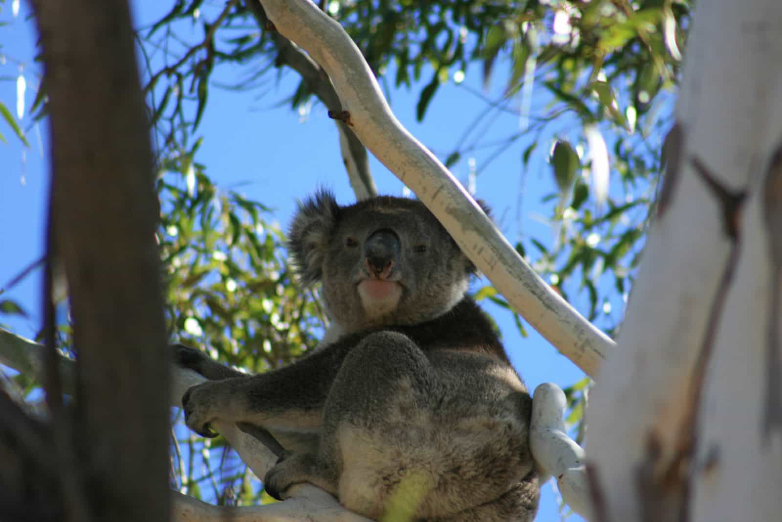 We are very lucky to have visits from local Koalas.