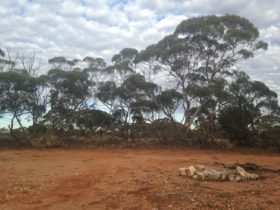 The mallee scrub of Pooginook Conservation Park