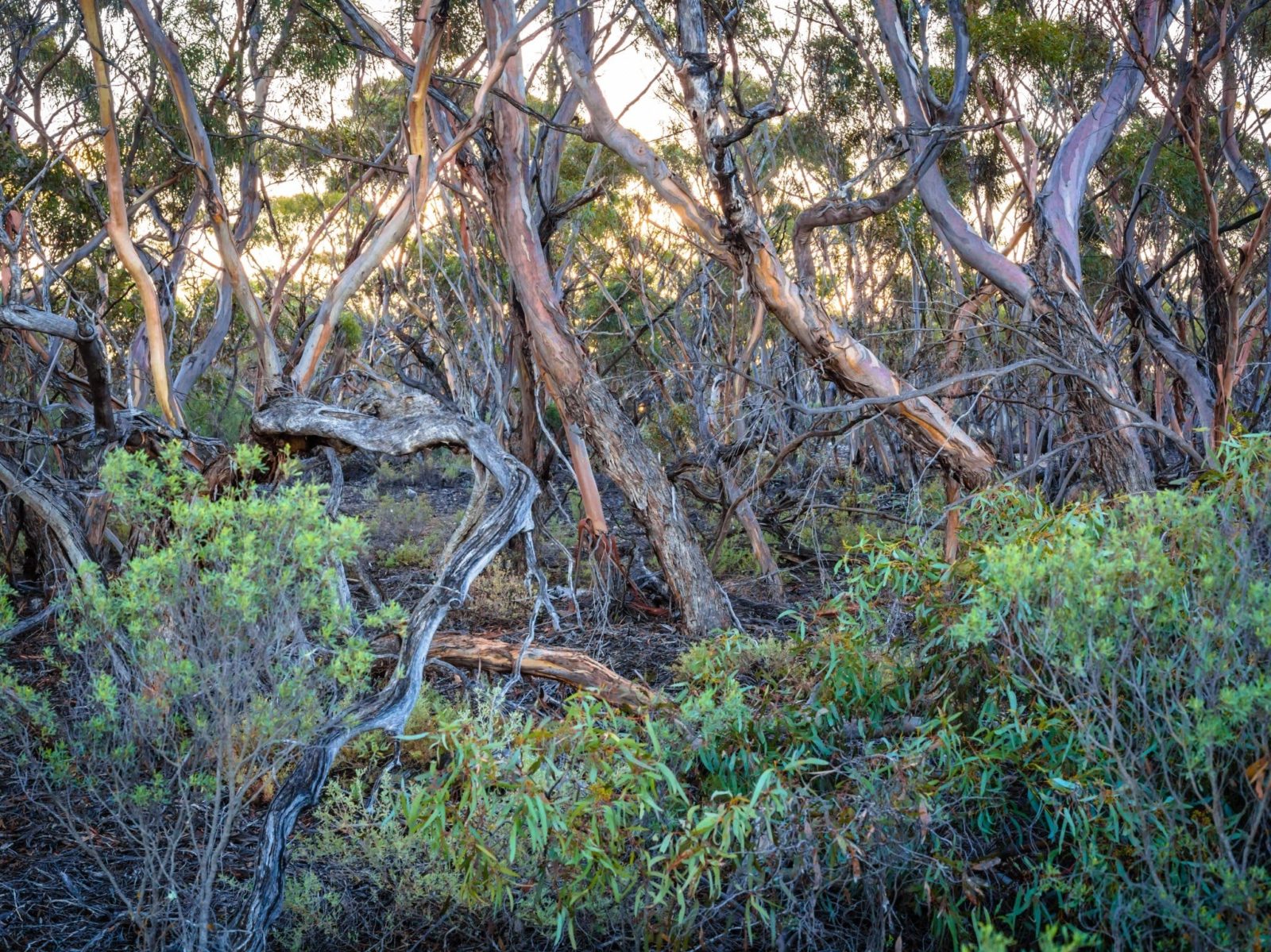 The beautiful mallee open woodland of Ridley Conservation Park