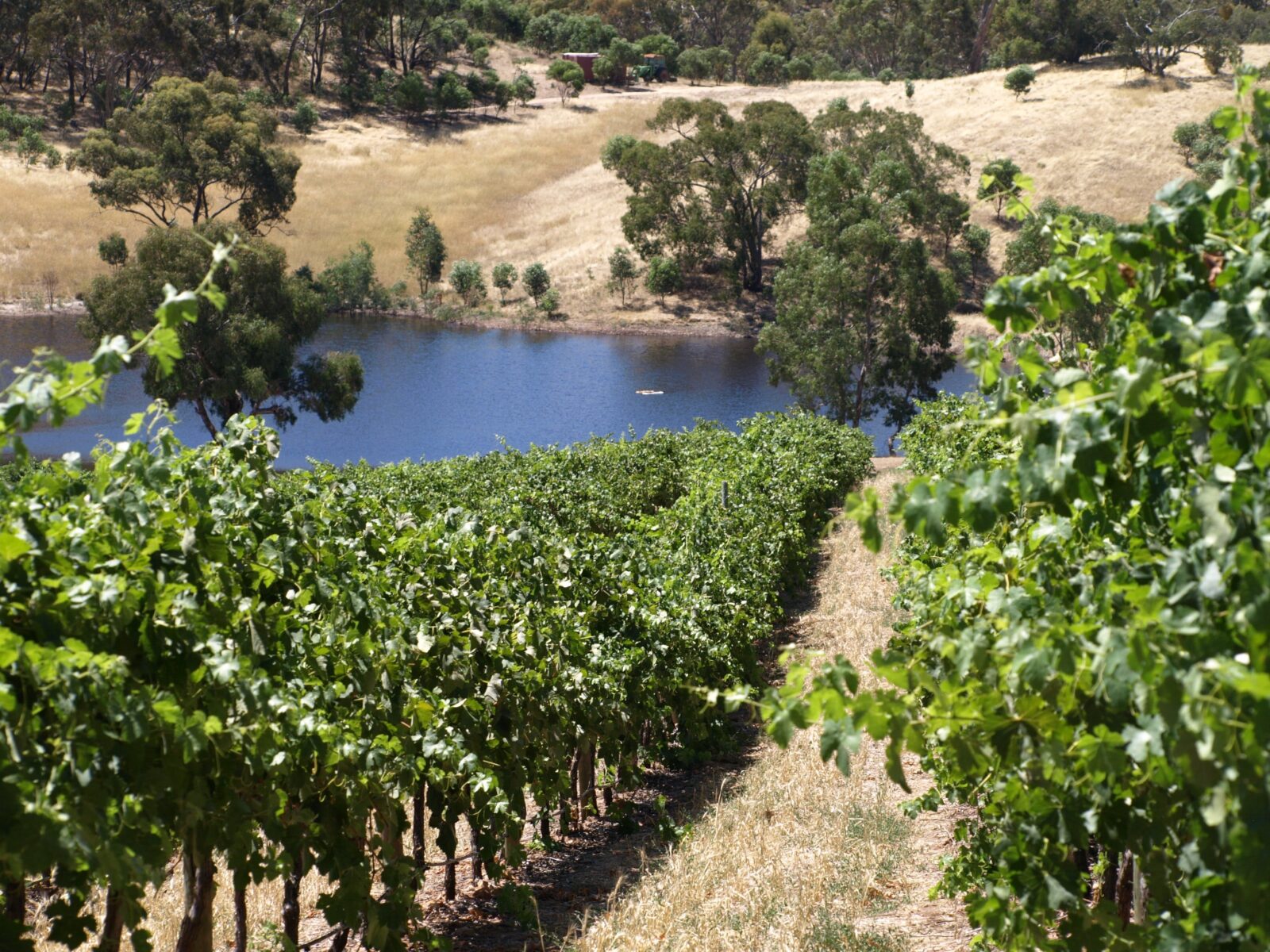 View of the vineyard and dam