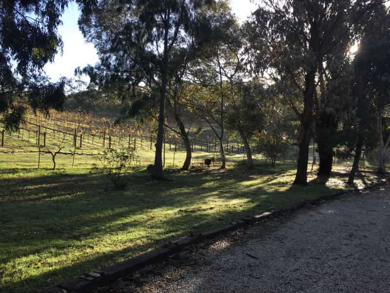 Sevenhill Cottages is nestled amongst trees and adjacent to vineyards